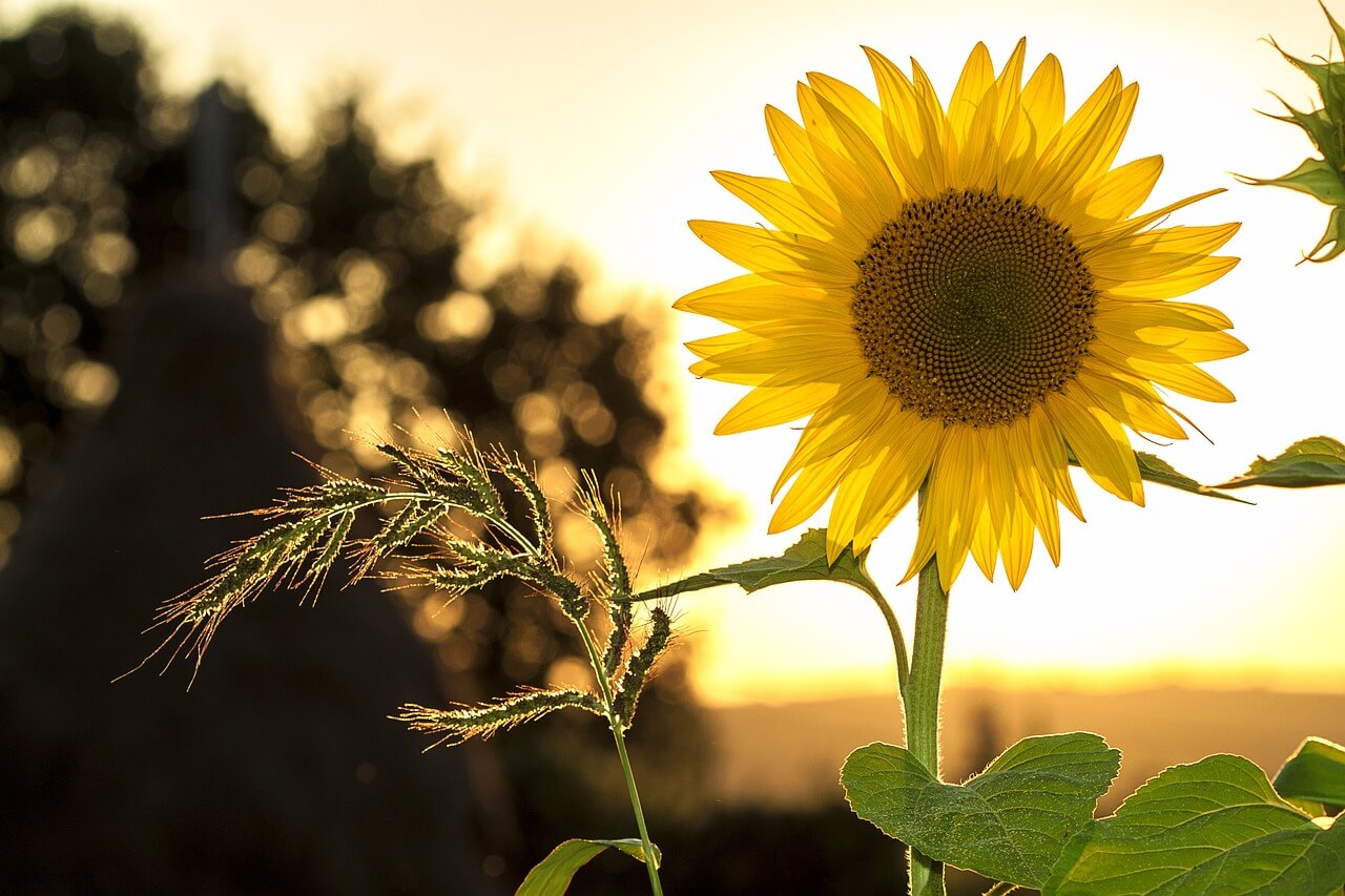 a sunflower sits in a field with a sunny sky as the backdrop.