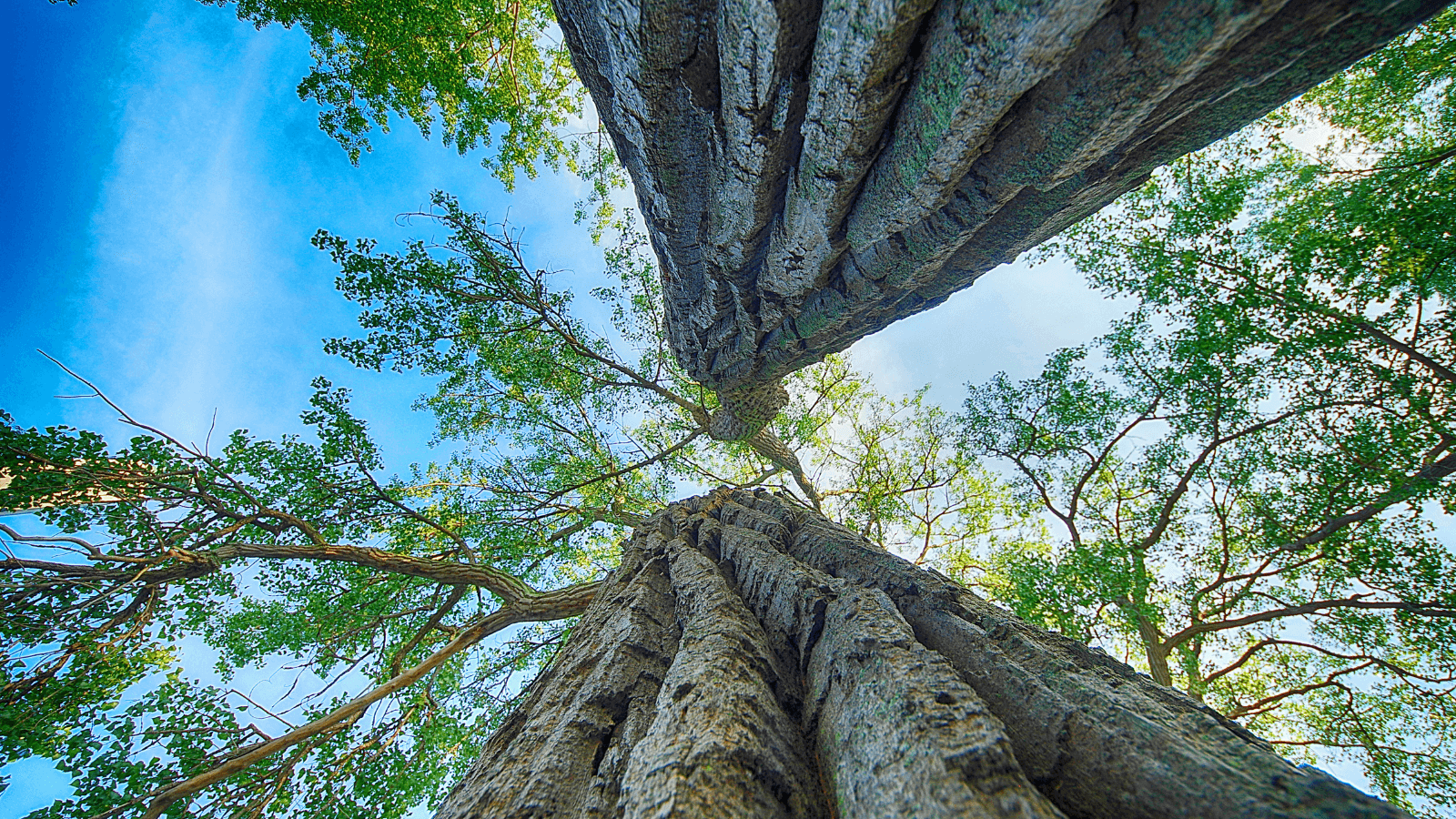 A picture of two strong, tall tree's - growing beside each other.