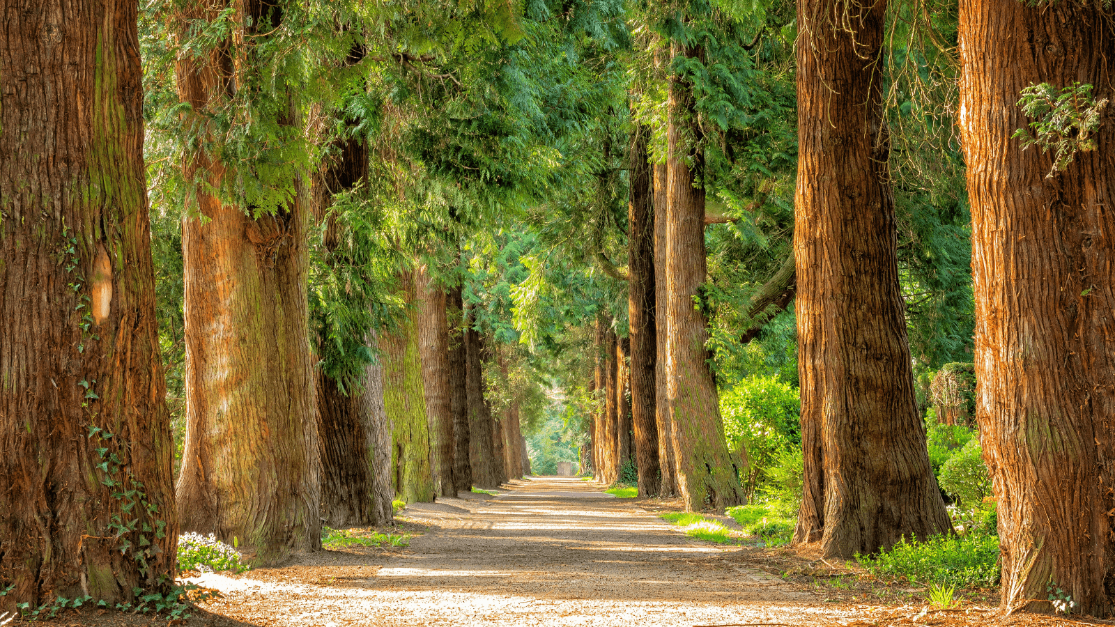This image is of a forest path which signifies the continuous journey of workplace wellbeing.