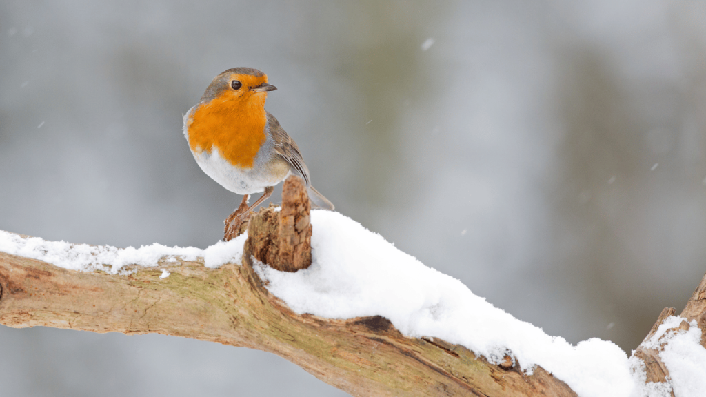 A robin red breast sitting on a snow covered branch.